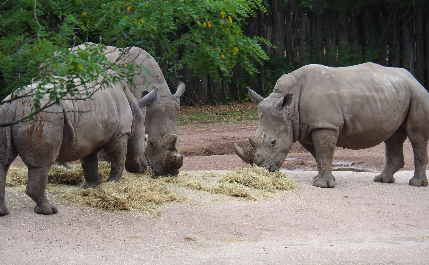 Southern white rhinoceroses (Ceratotherium simum simum), 2019-07-21