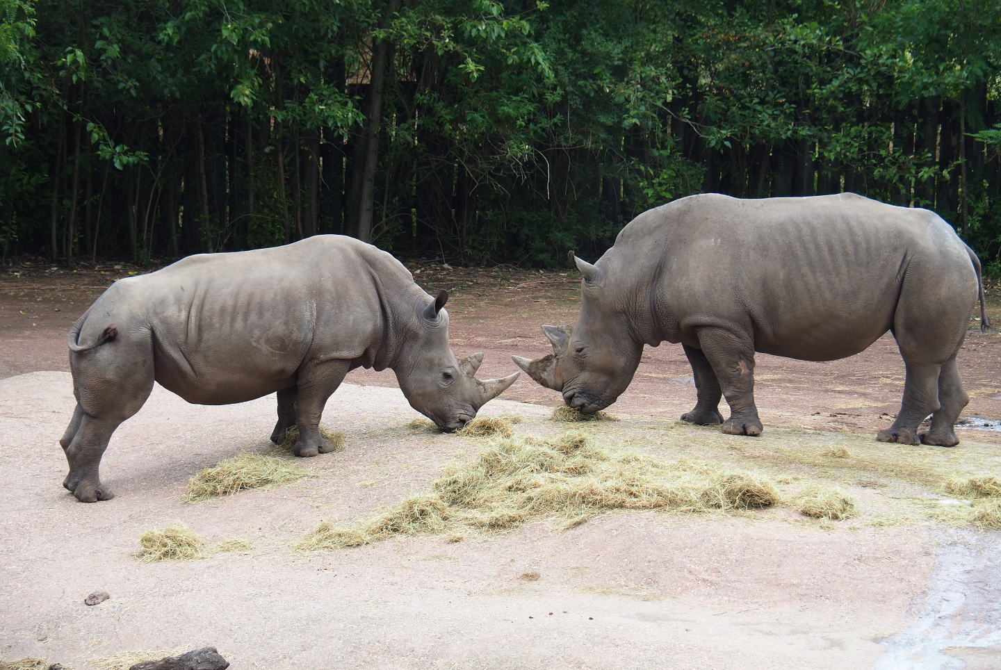 Southern white rhinoceroses (Ceratotherium simum simum), 2019-07-21