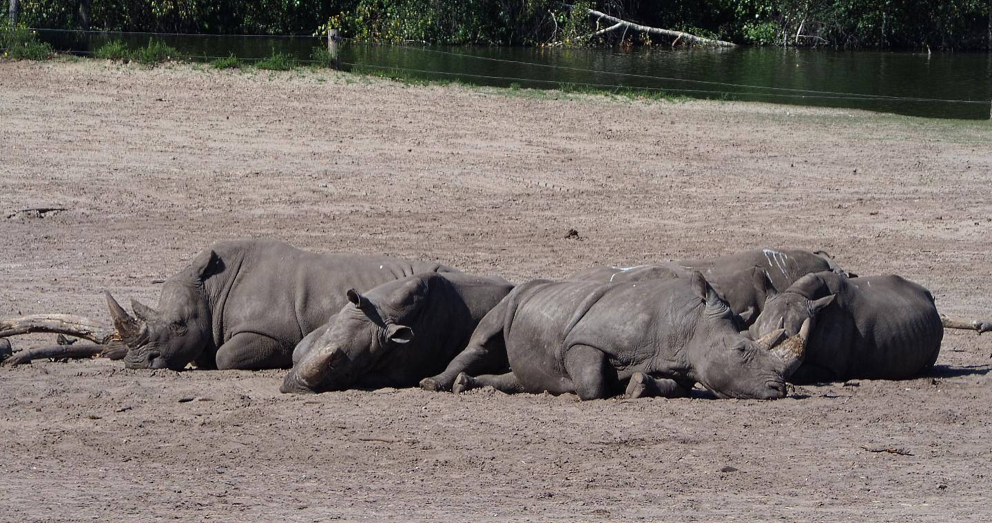 Southern white rhinoceroses (Ceratotherium simum simum), 2019-09-15