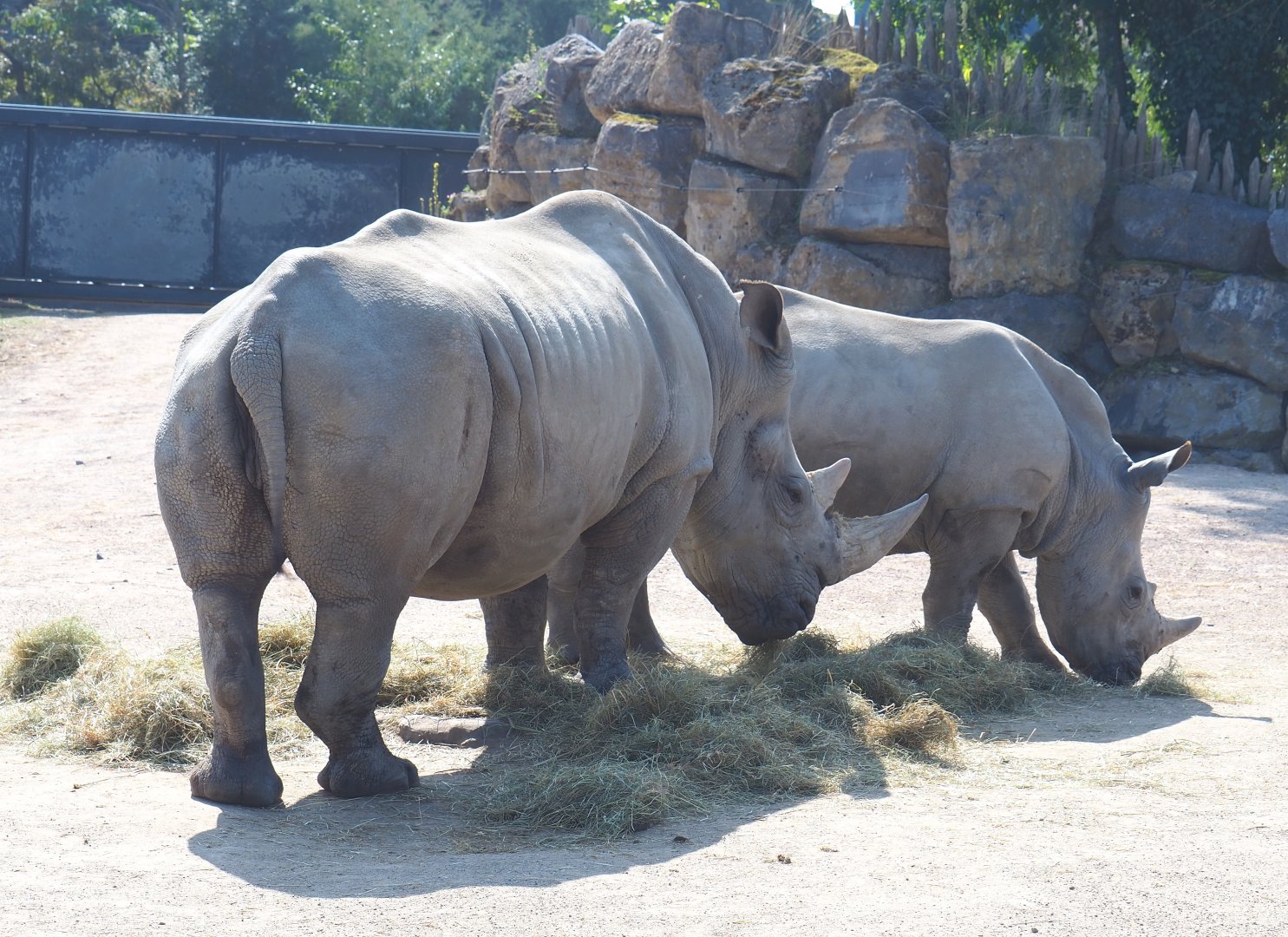 Southern white rhinoceroses (Ceratotherium simum simum), 2021-09-02