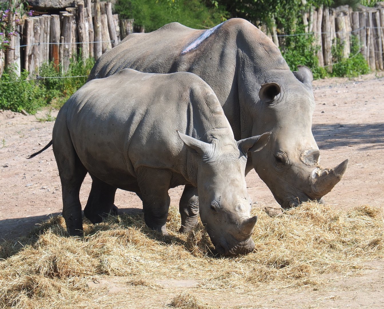 Southern white rhinoceroses (Ceratotherium simum simum), 2021-09-02