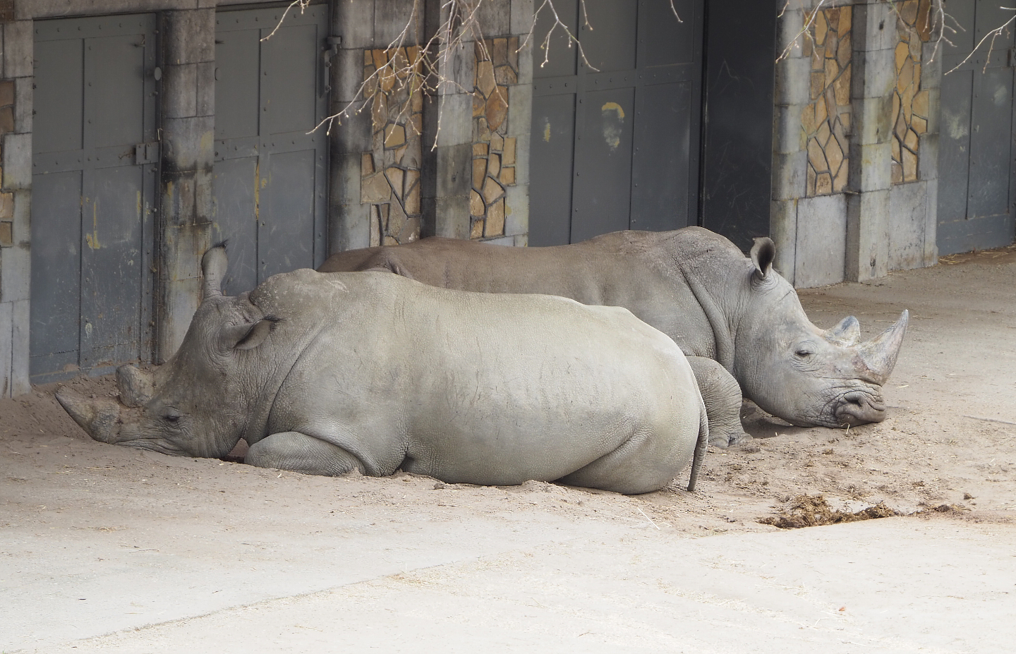 Southern white rhinoceroses (Ceratotherium simum simum), 2022-03-16