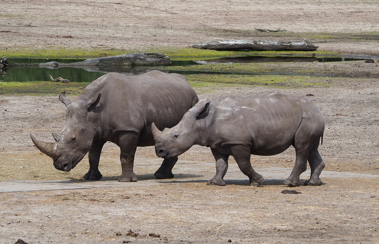 Southern white rhinoceroses (Ceratotherium simum simum), 2022-06-12