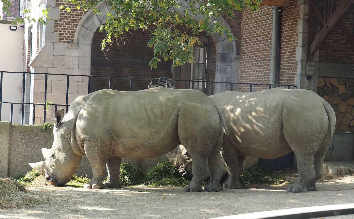 Southern white rhinoceroses (Ceratotherium simum simum), 2022-08-16