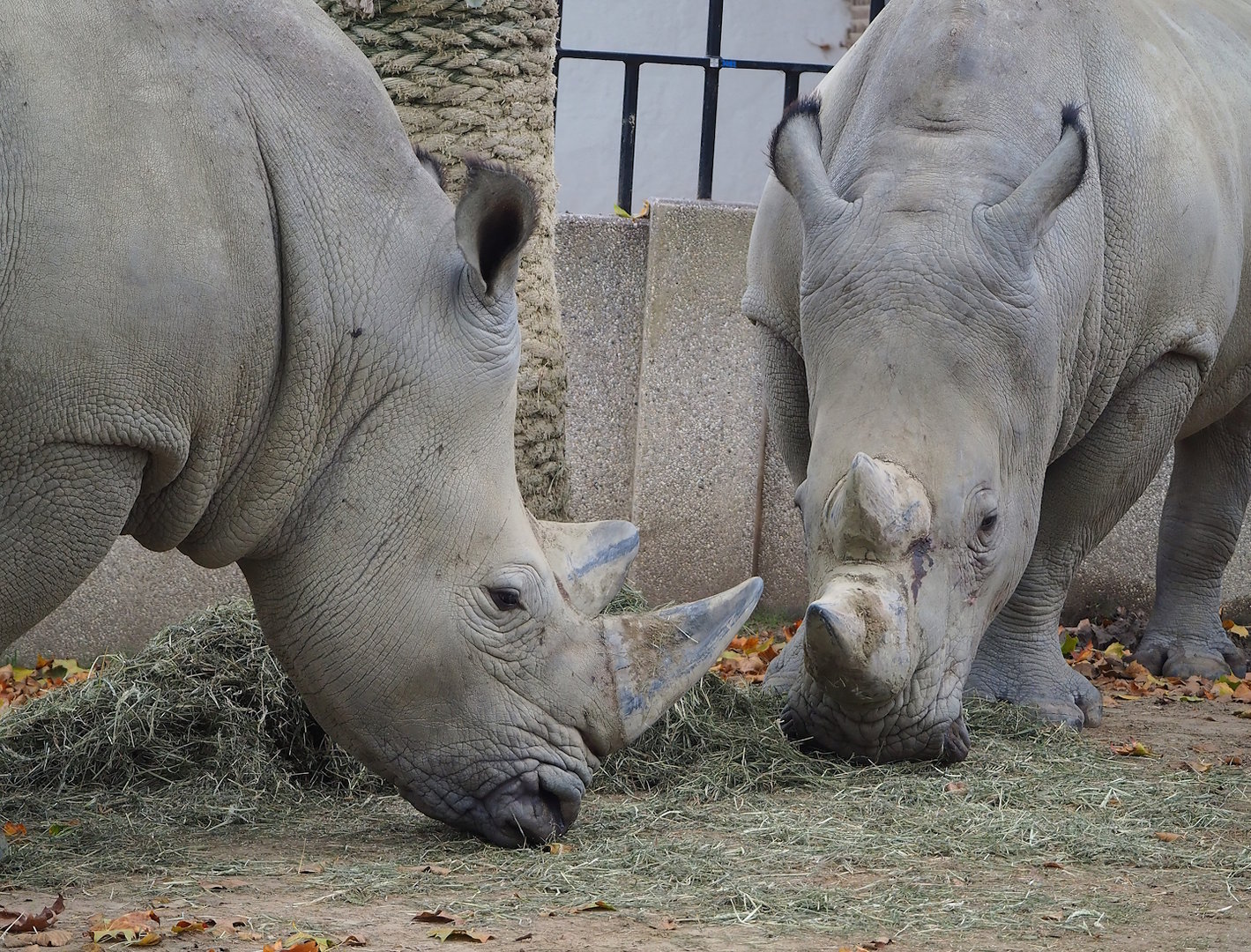 Southern white rhinoceroses (Ceratotherium simum simum), 2022-10-29