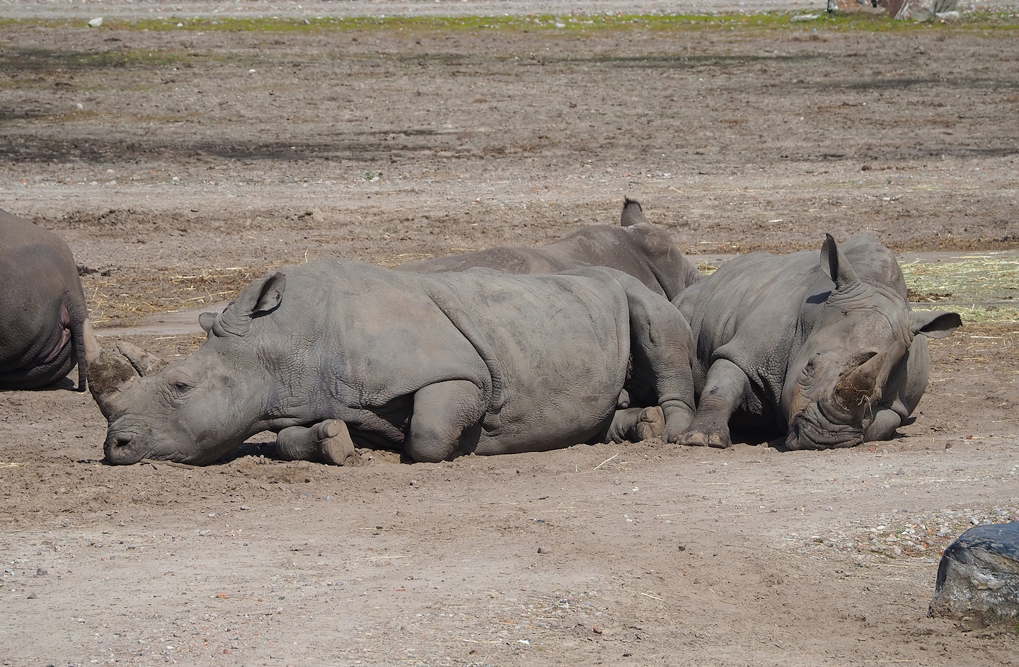 Southern white rhinoceroses (Ceratotherium simum simum), 2023-08-15