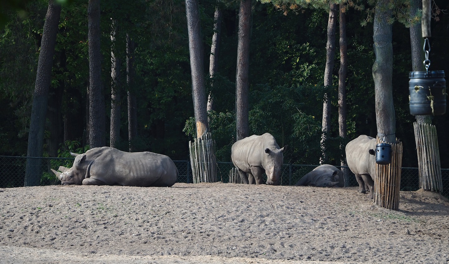 Southern white rhinoceroses (Ceratotherium simum simum), 2023-10-07