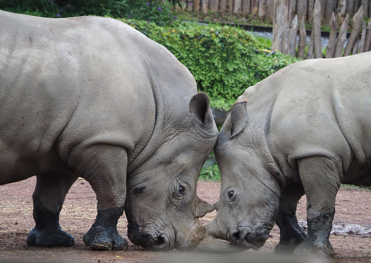 Southern white rhinoceroses (Ceratotherium simum simum), 2023-10-13