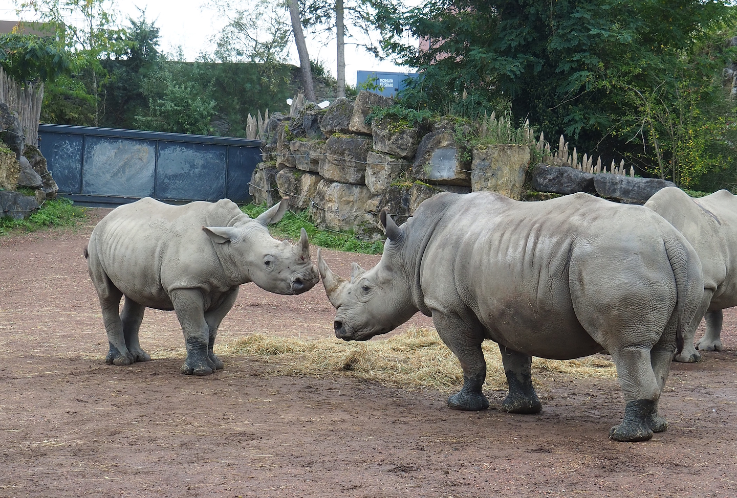 Southern white rhinoceroses (Ceratotherium simum simum), 2023-10-13