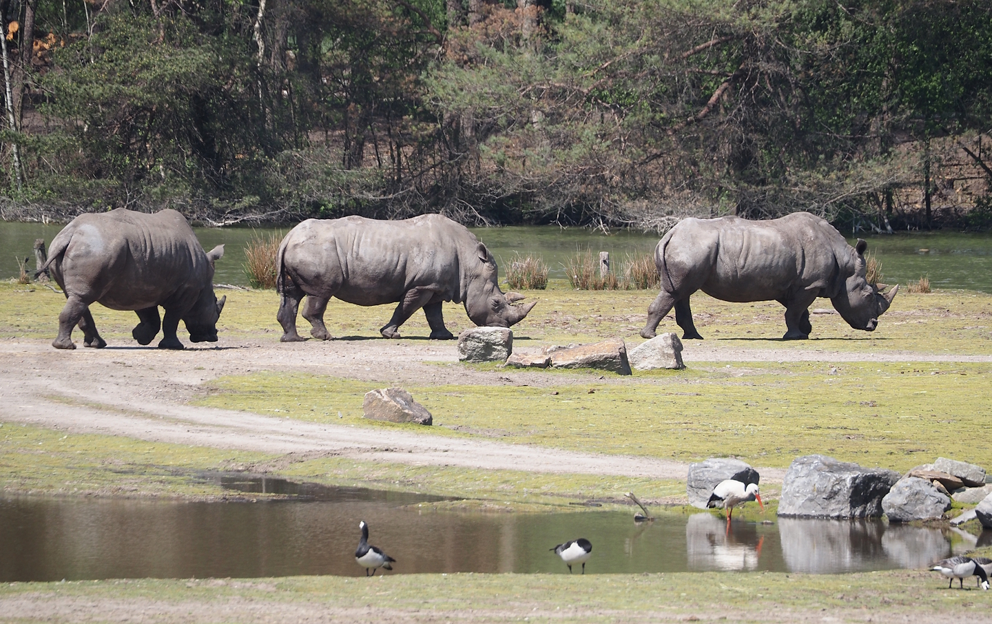 Southern white rhinoceroses (Ceratotherium simum simum), 2025-04-30