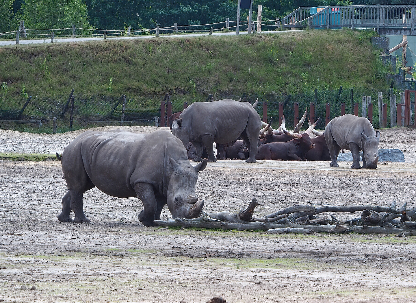 Southern white rhinoceroses (Ceratotherium simum simum) and Ankole-Watusi cattle (Bos taurus indicus), 2022-06-12