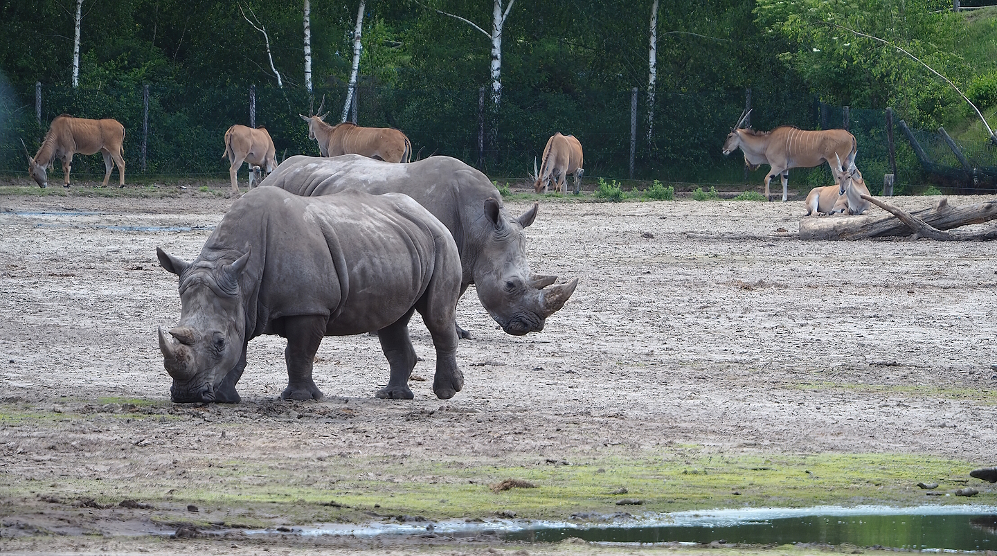 Southern white rhinoceroses (Ceratotherium simum simum) and Common eland (Taurotragus oryx), 2022-06-12