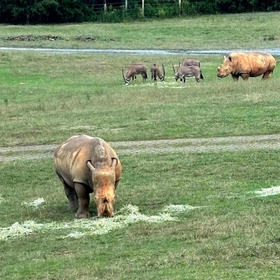 Southern White Rhinoceroses (Ceratotherium simum simum) and Fringe-Eared Oryxes (Oryx beisa callotis)