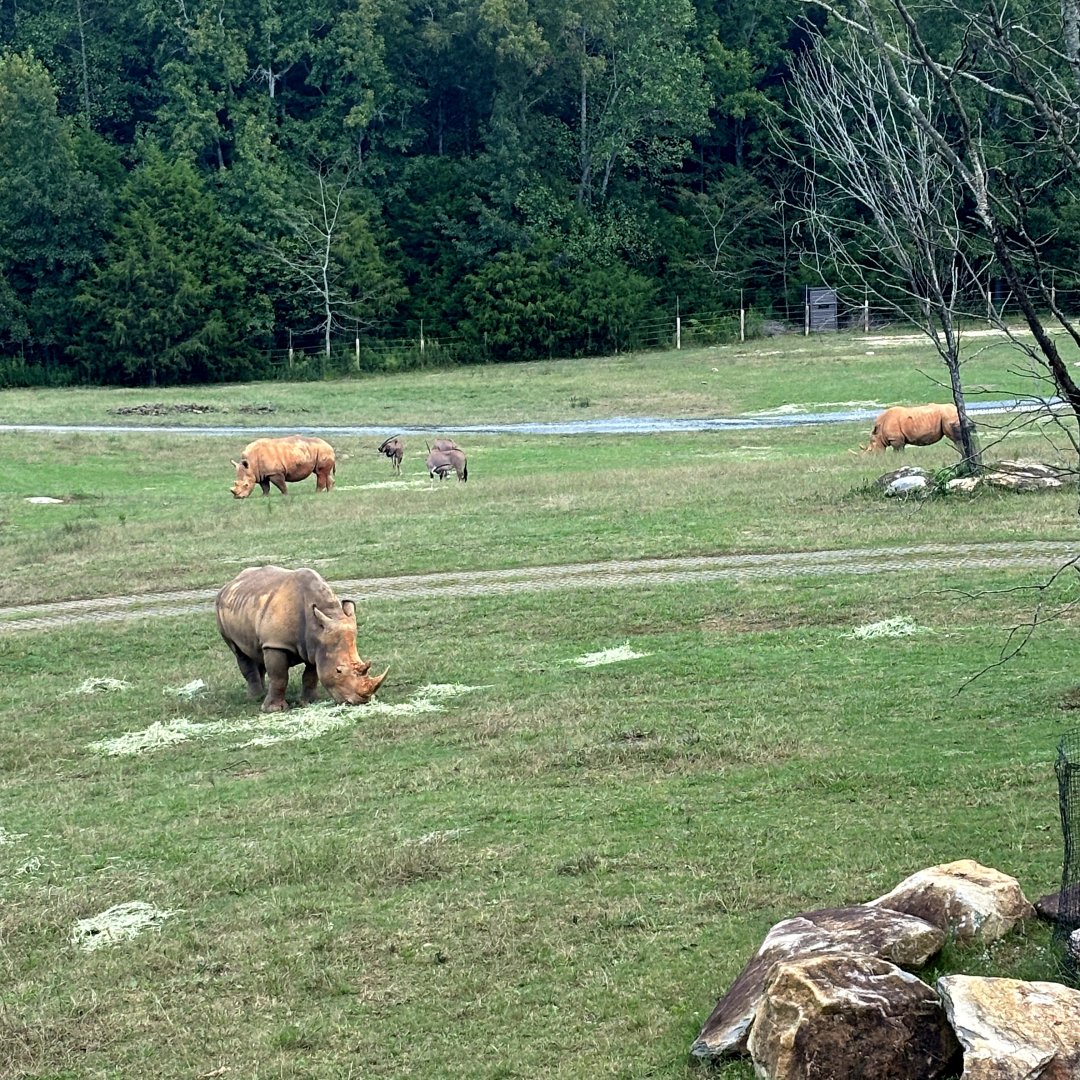 Southern White Rhinoceroses (Ceratotherium simum simum) and Fringe-Eared Oryxes (Oryx beisa callotis)