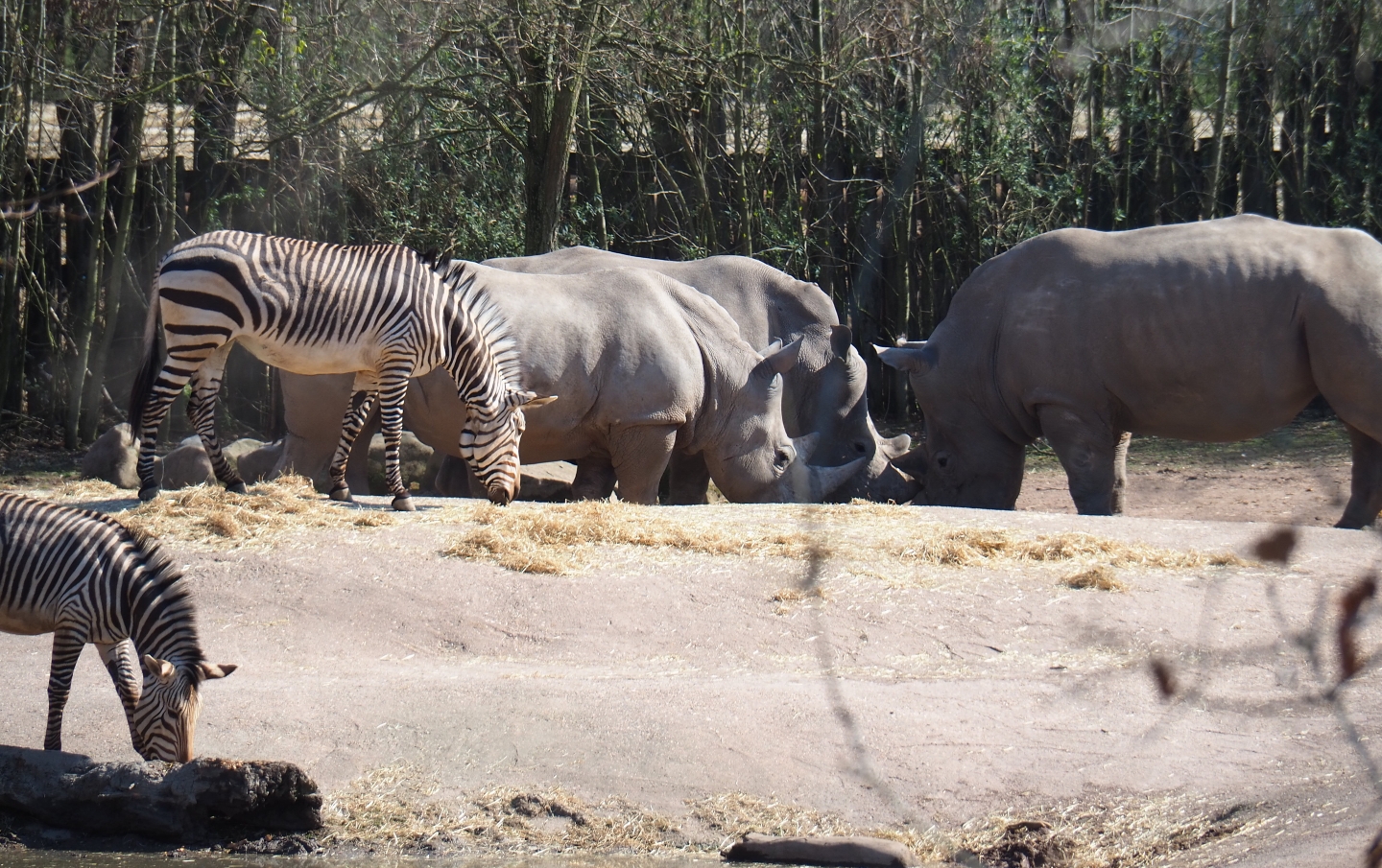 Southern white rhinoceroses (Ceratotherium simum simum) and Hartmann mountain zebras (Equus zebra hartmannae), 2019-03-30