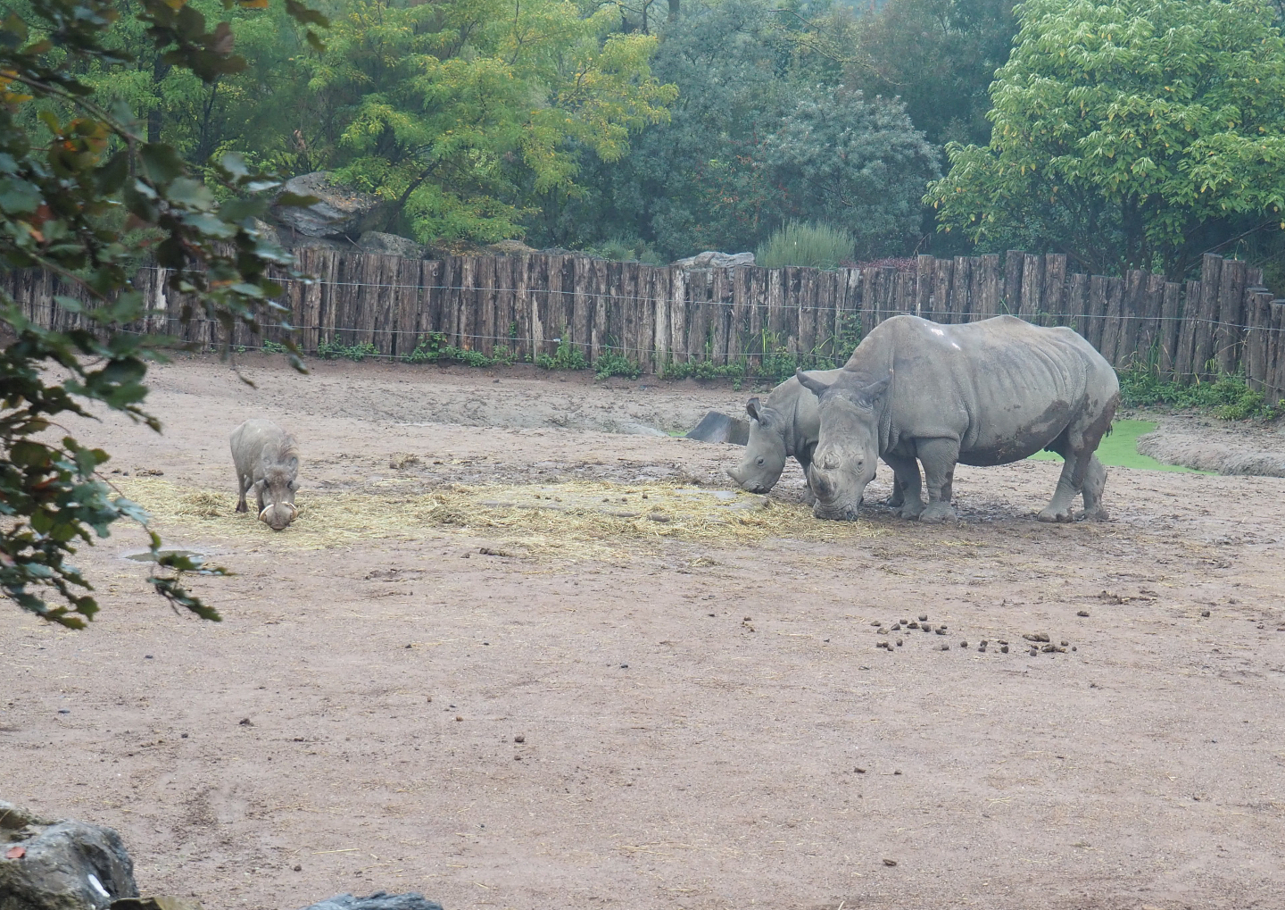 Southern white rhinoceroses (Ceratotherium simum simum) and Northern warthog (Phacochoerus africanus africanus), 2022-09-14