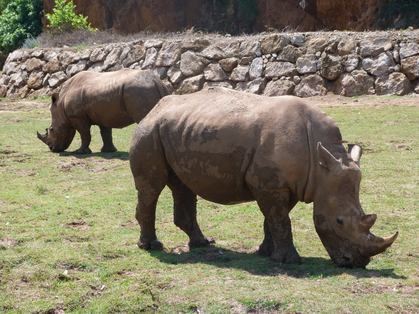 Southern white rhinoceroses -Parque de la Naturaleza de Cabárceno (2025)