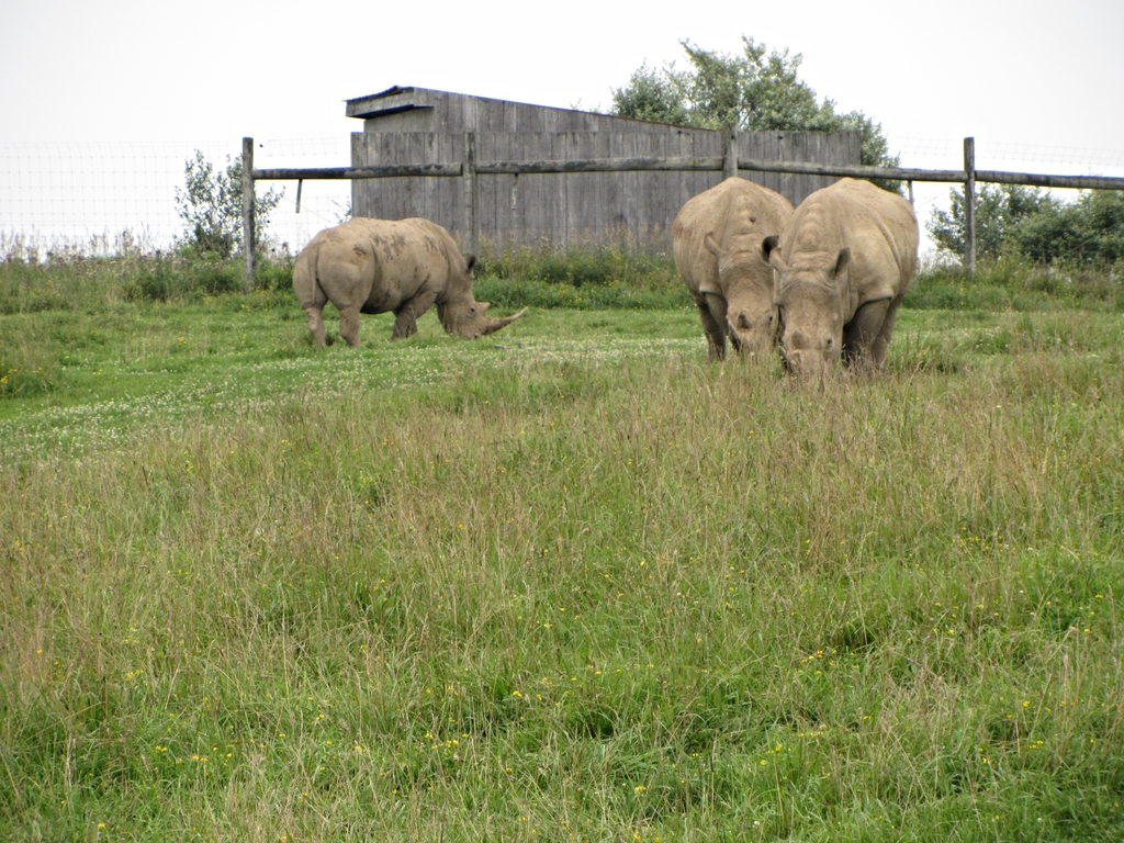 Southern White Rhinoceroses