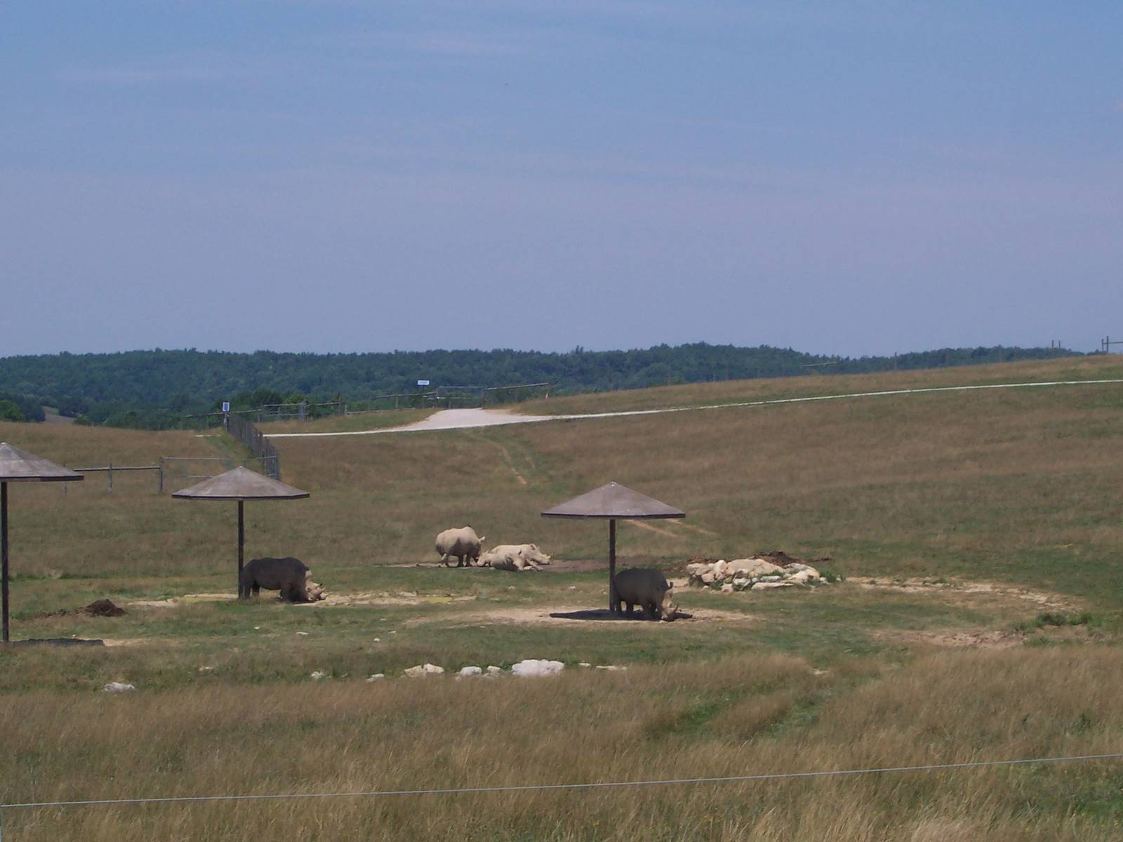 Southern White Rhinoceroses