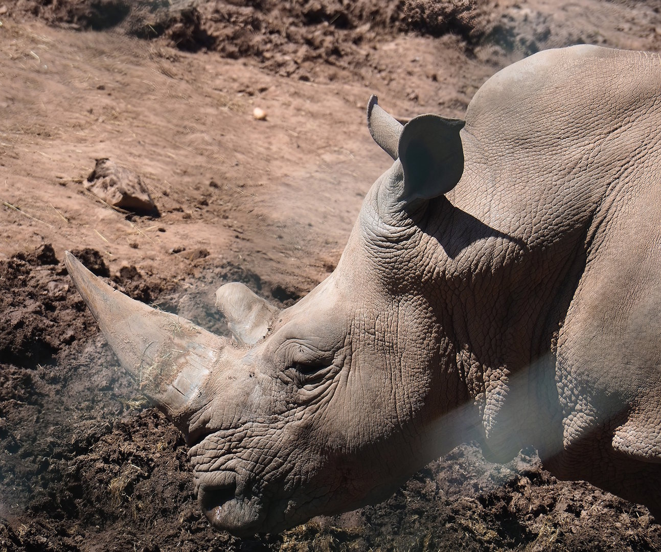 Southern white rhinoeros (Ceratotherium simum simum), 2023-05-19