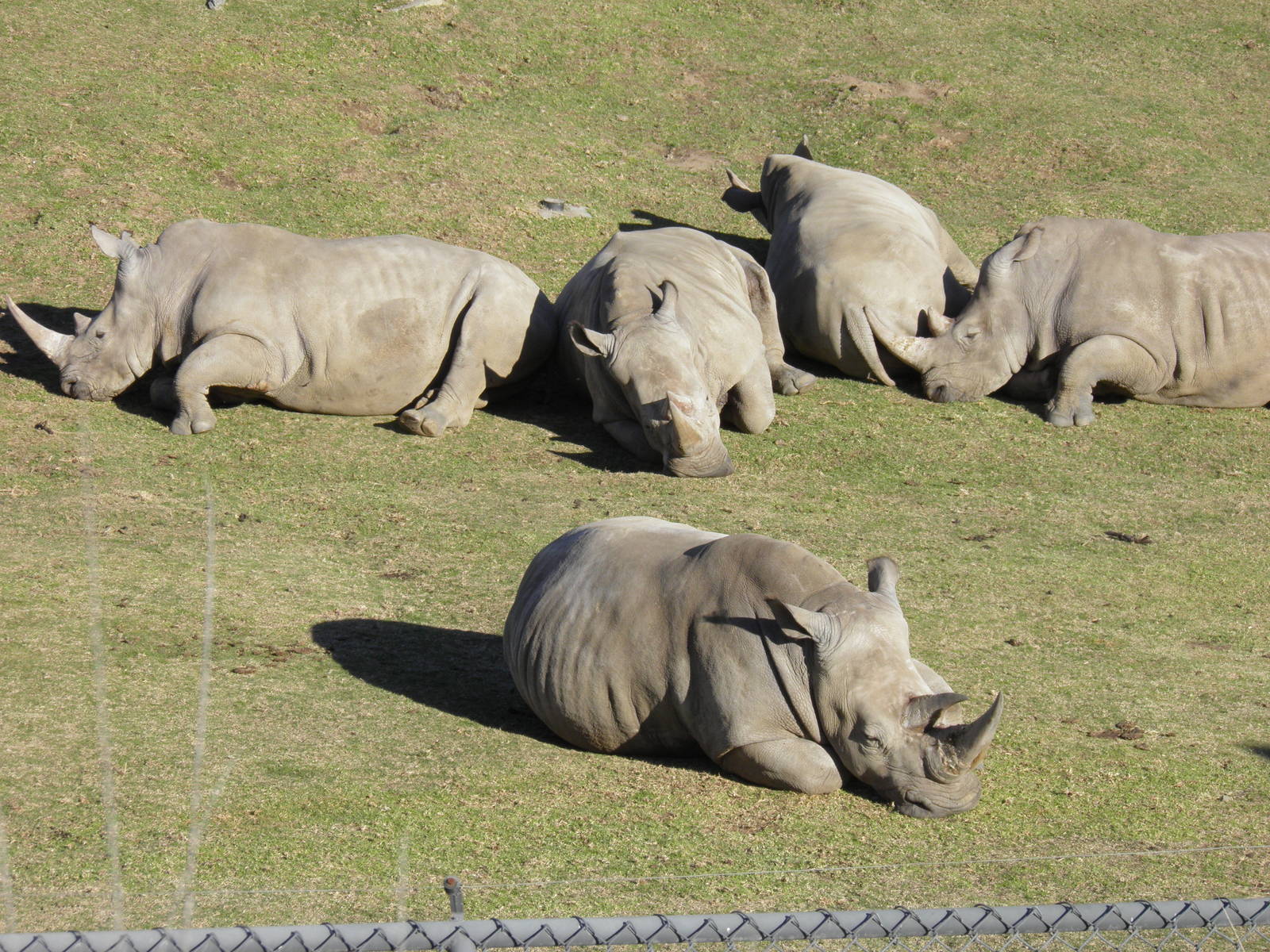 Southern White Rhinos 1-4/13