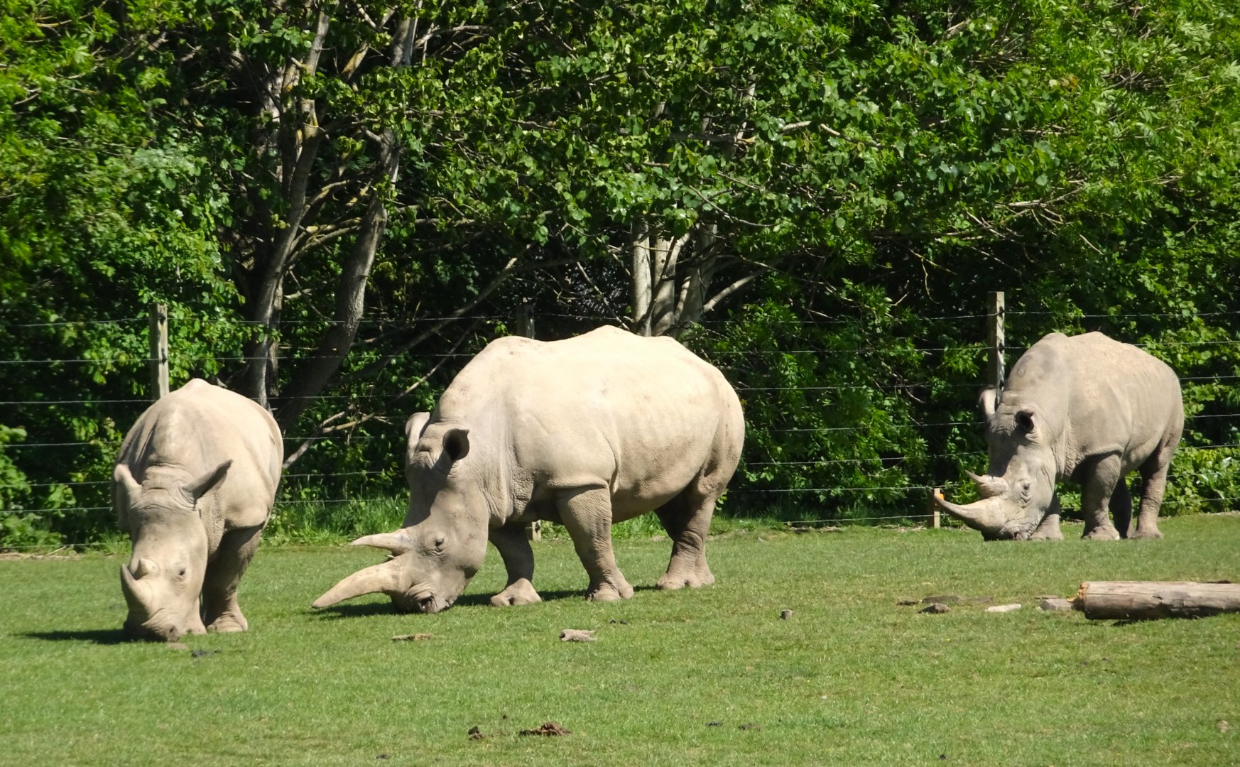 Southern white rhinos 20 May 2025
