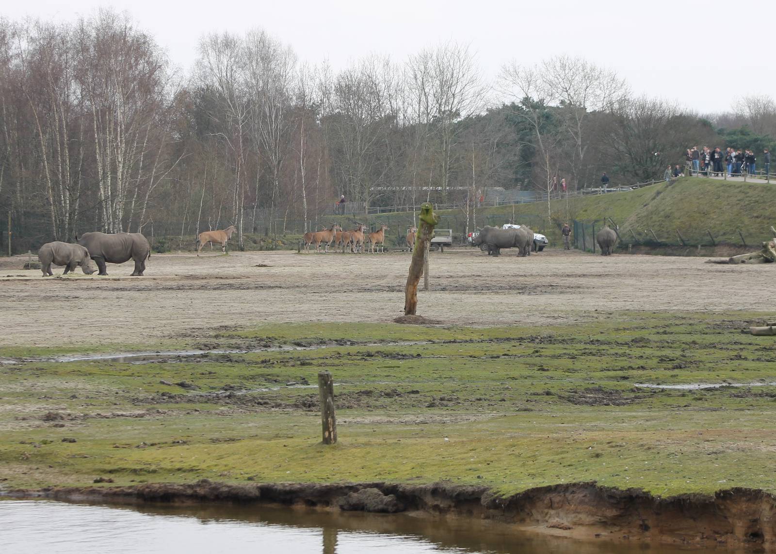 Southern white rhinos and Elands