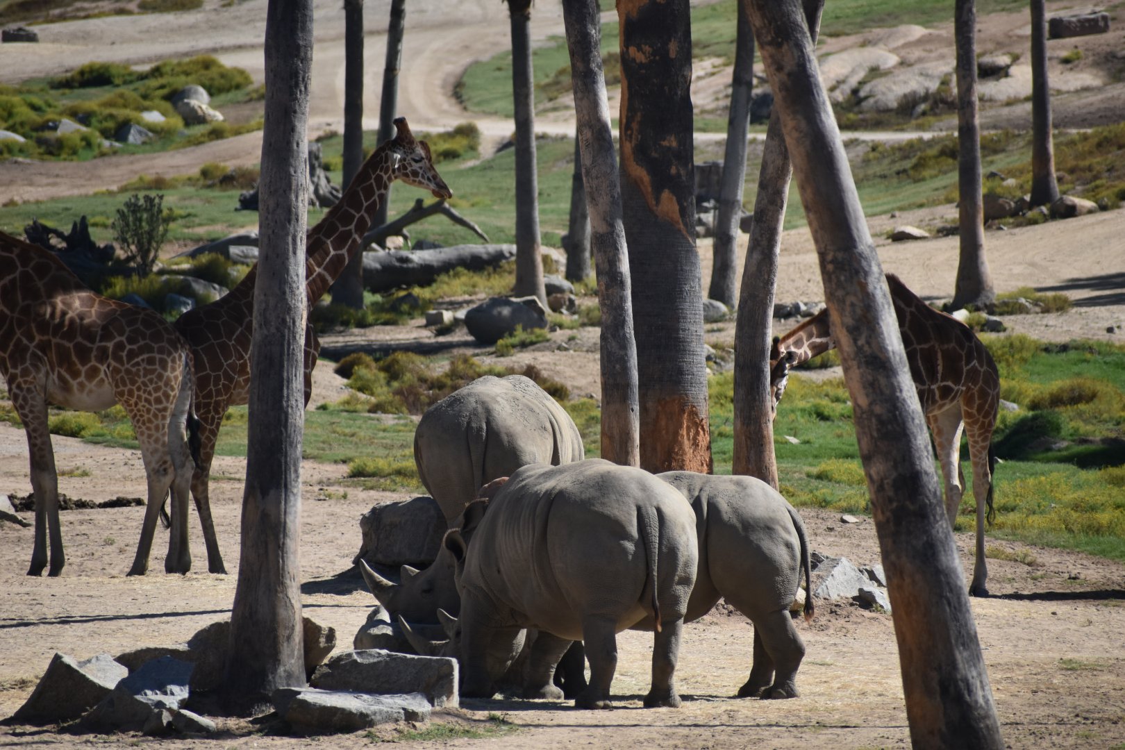 Southern White Rhinos and Giraffes