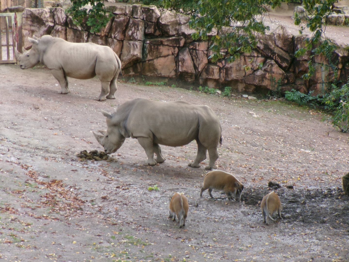 Southern white rhinos and red river hogs