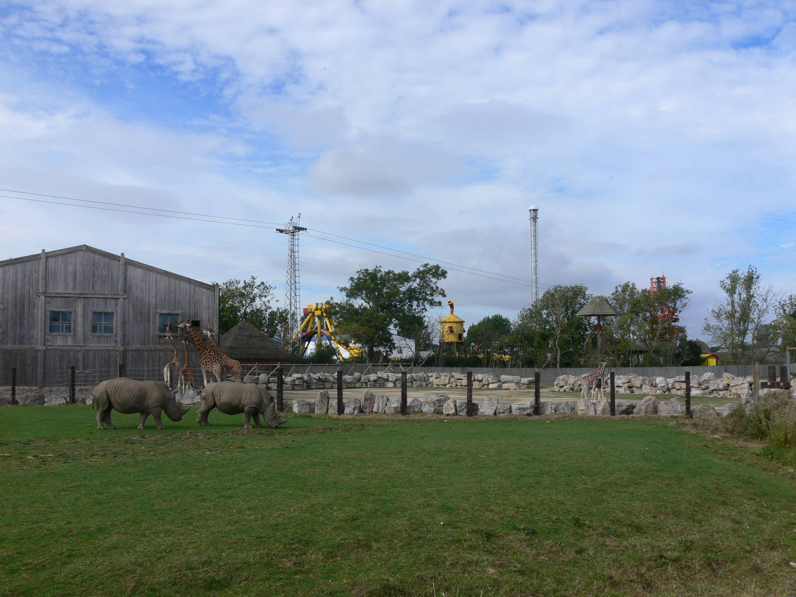 Southern White Rhinos and Rothschild Giraffes at Flamingo Land, 21/09/13