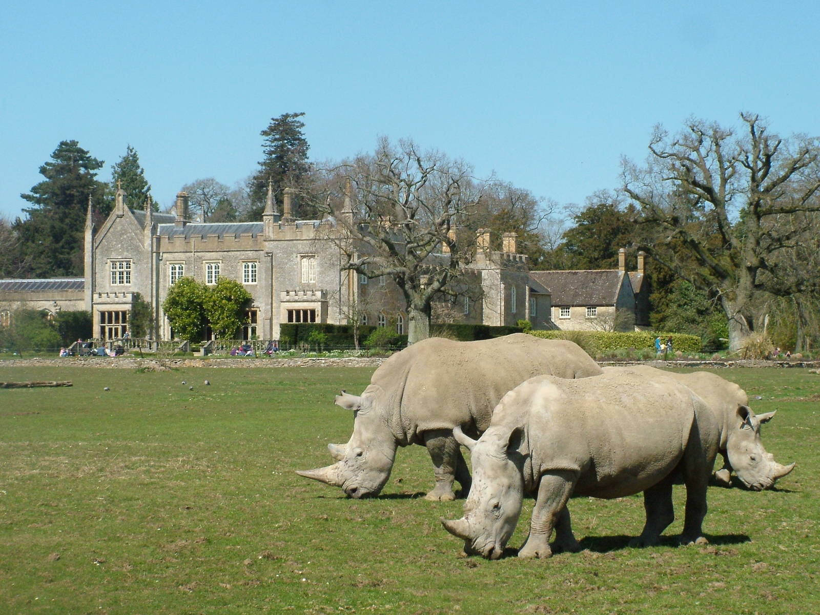 Southern White Rhinos at Cotswold WP 17/04/10