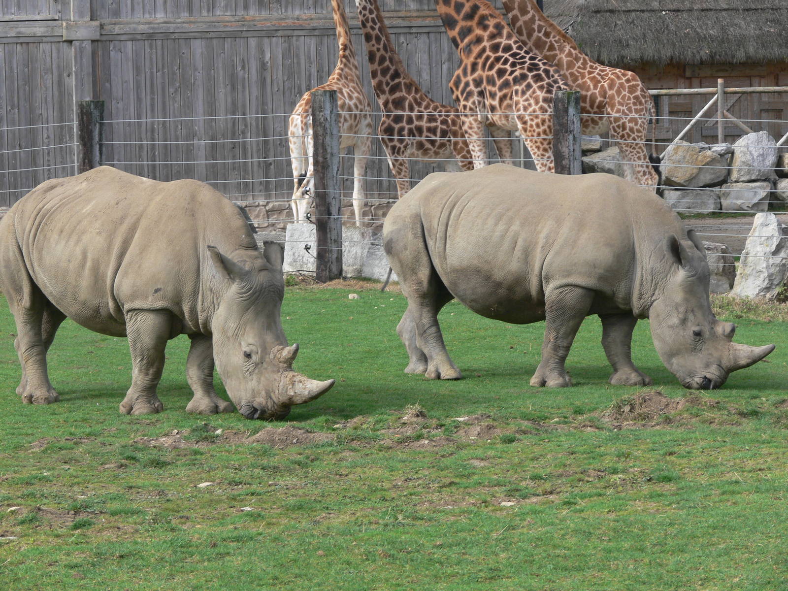 Southern White Rhinos at Flamingo Land, 21/09/13