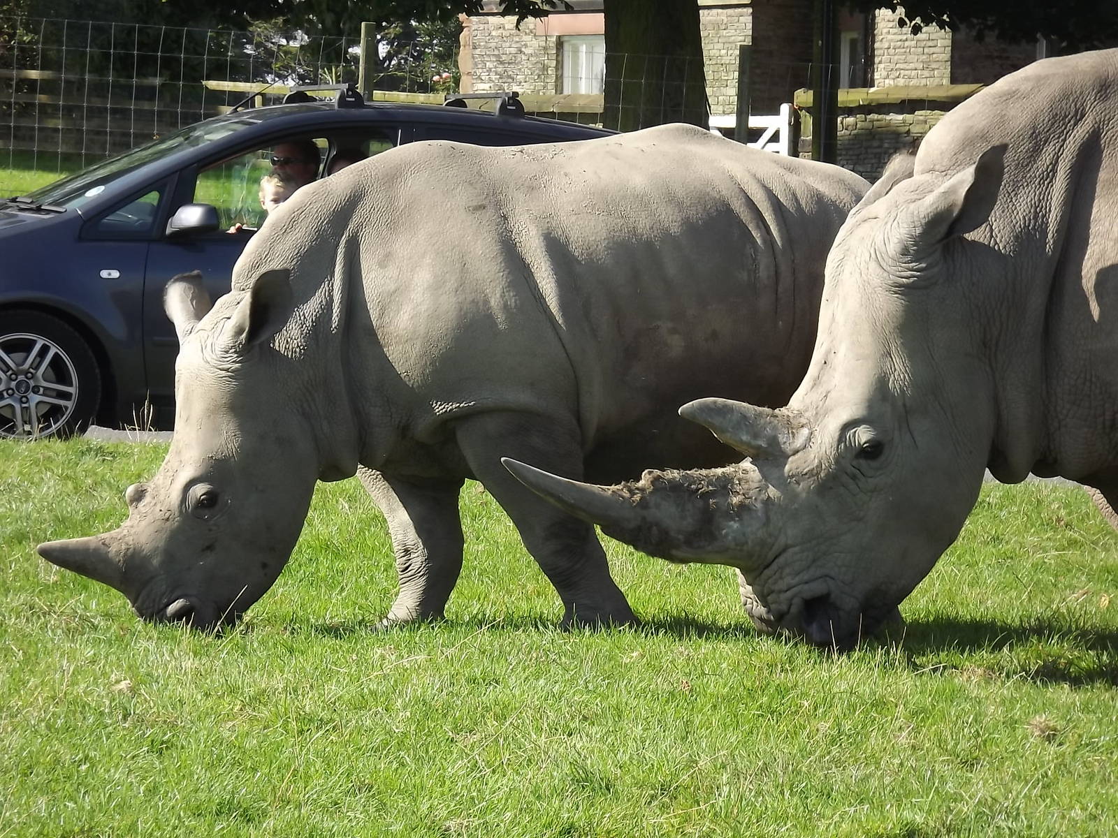Southern White Rhinos at Knowsley Safari Park 08/09/12