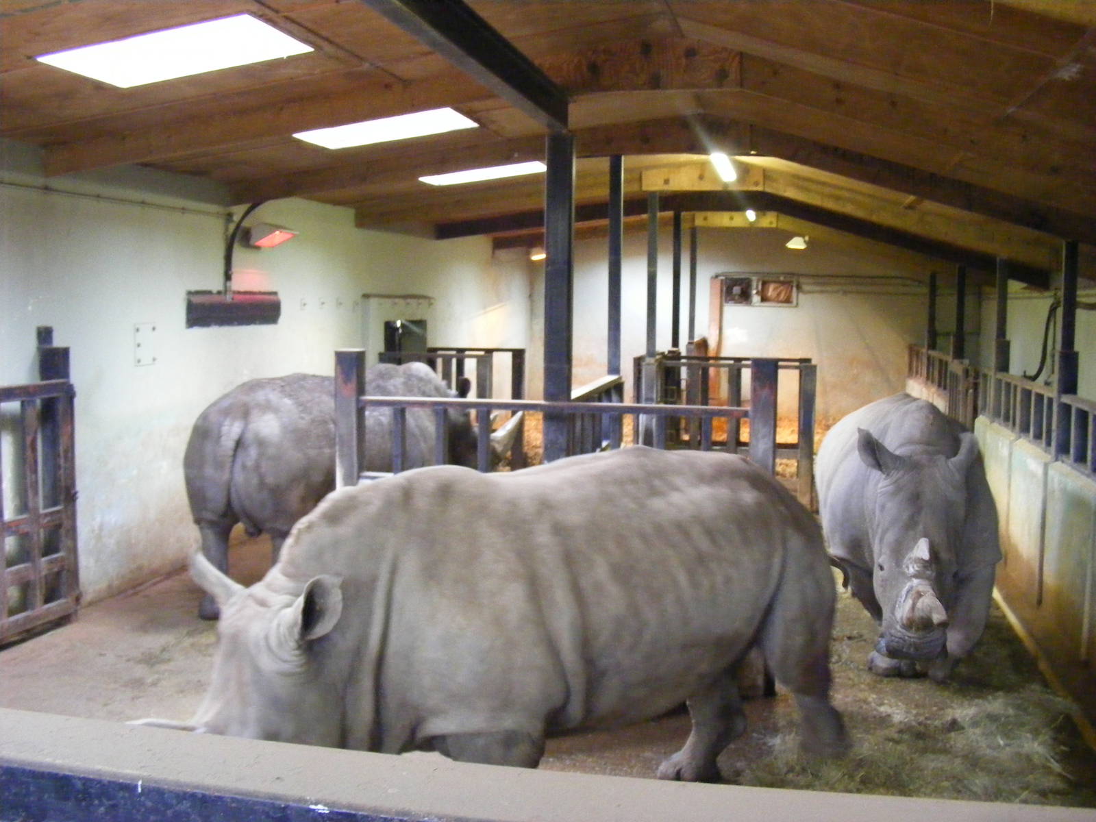 Southern white rhinos at Marwell Wildlife, 23 January 2011