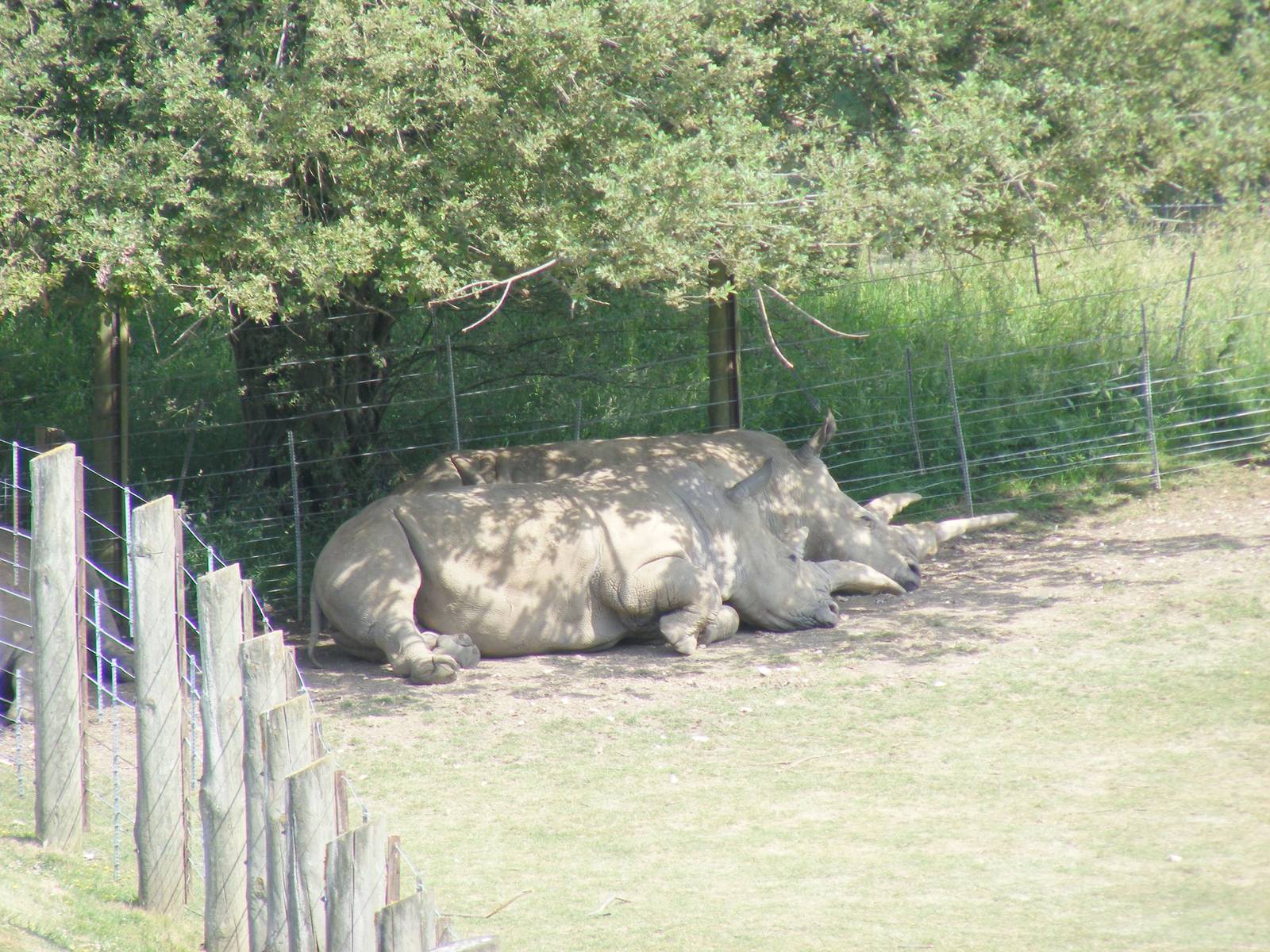 Southern white rhinos at Marwell Wildlife, 27 June 2010