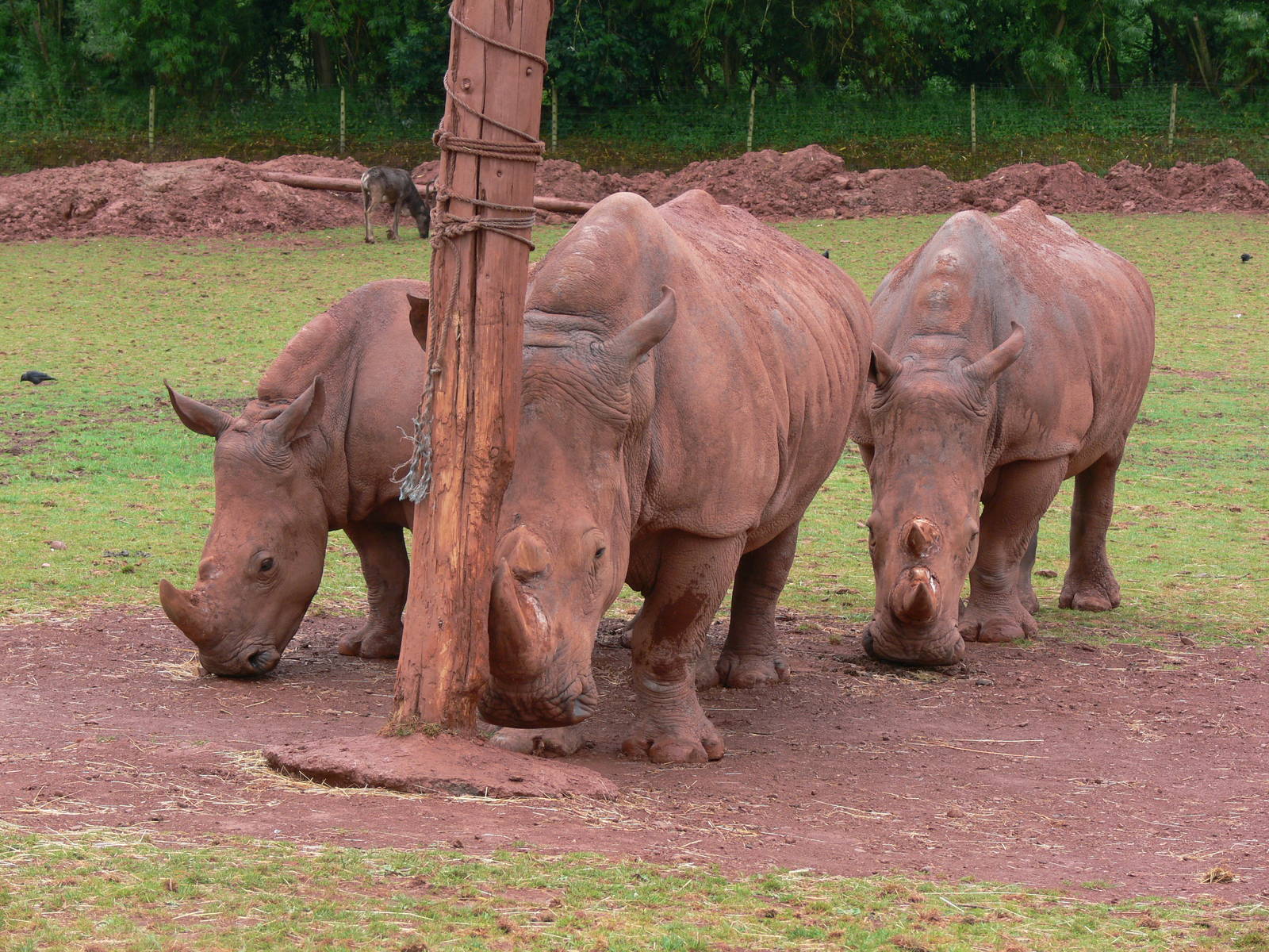Southern White Rhinos at South Lakes, 04/07/14