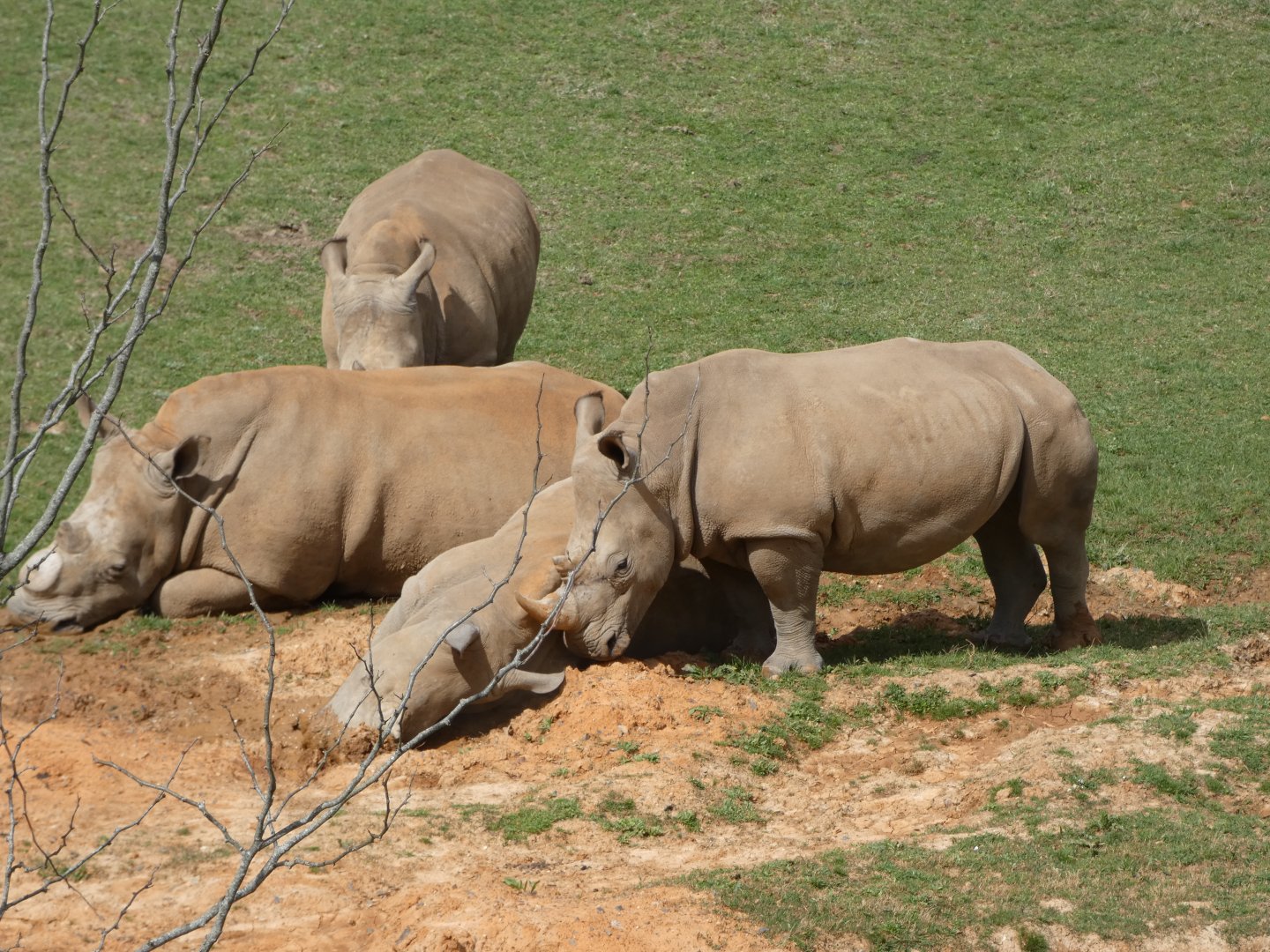 Southern White Rhinos at the North Carolina Zoo