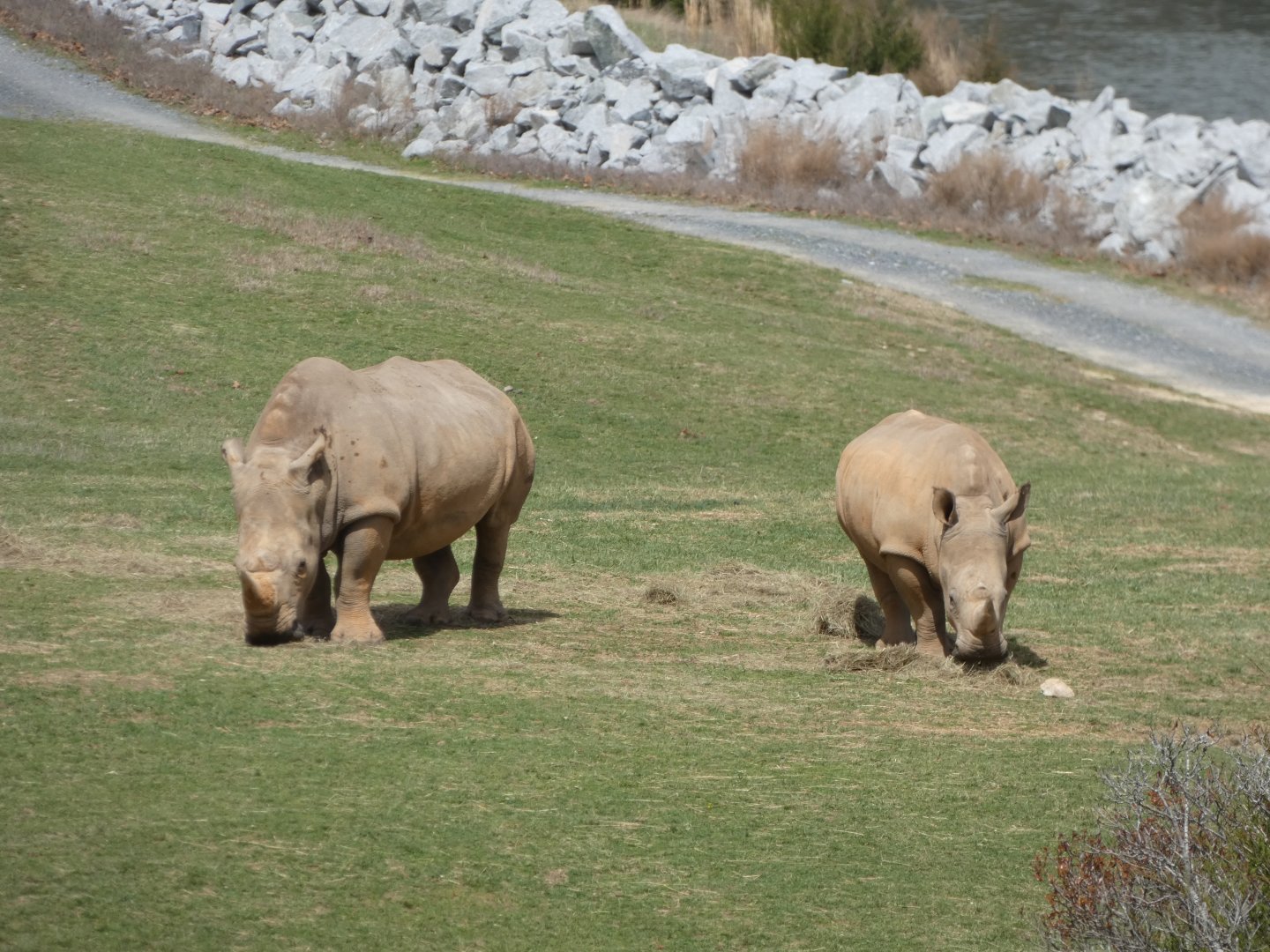 Southern White Rhinos at the North Carolina Zoo