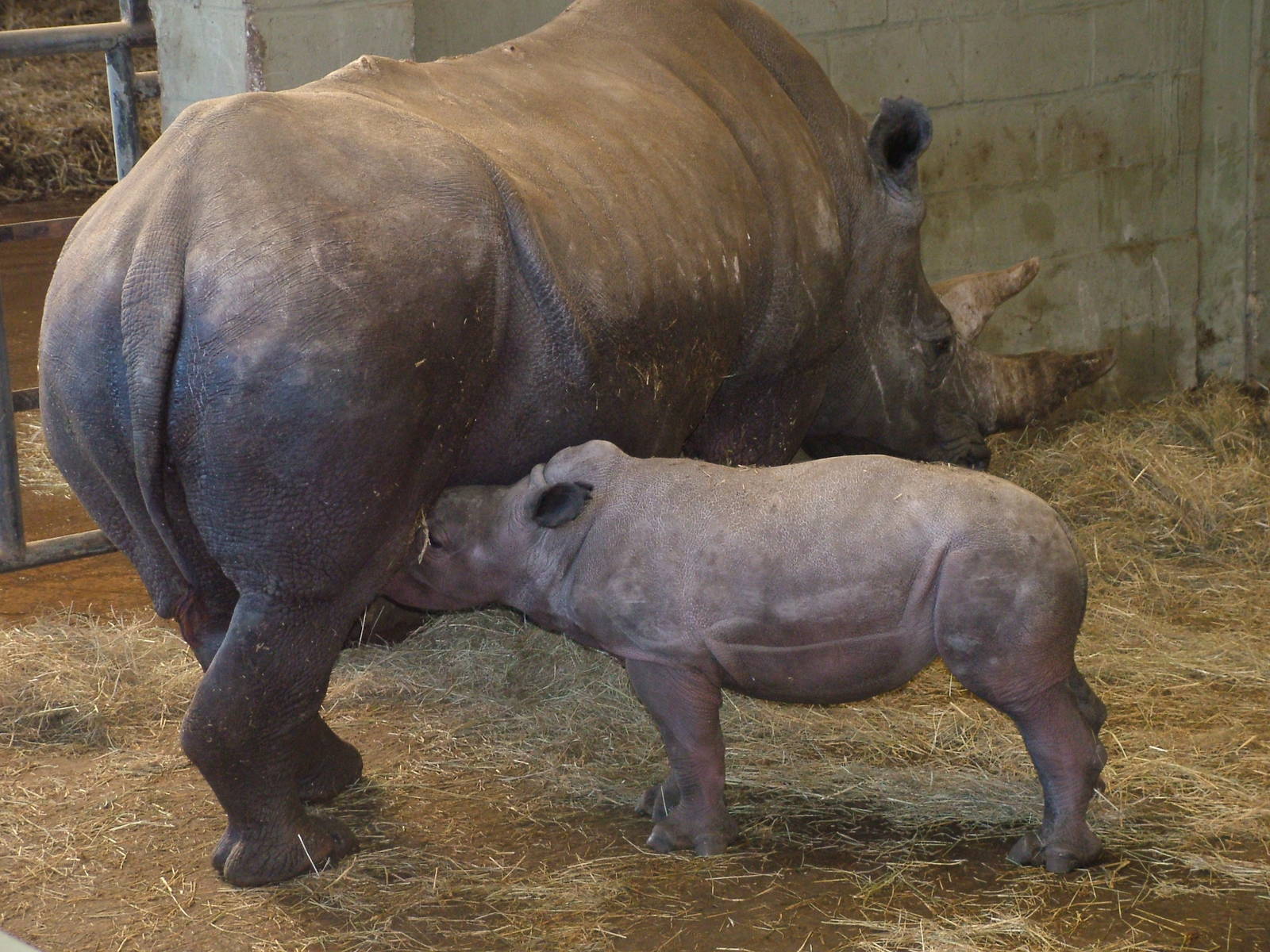 Southern White Rhinos at Whipsnade Zoo 2008