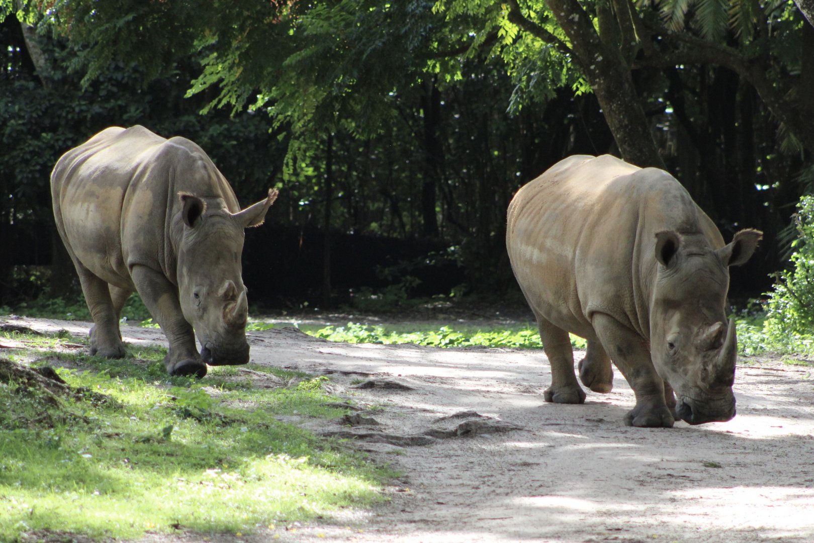 Southern White Rhinos (C. s. simum)