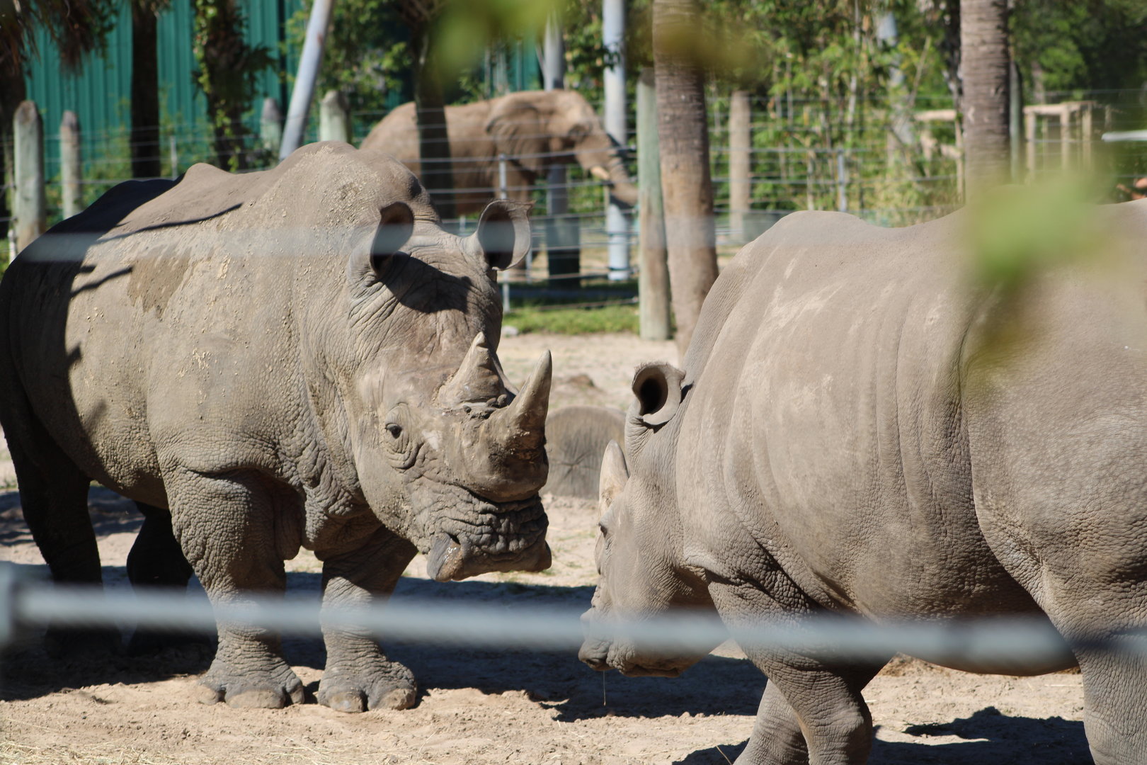 Southern White Rhinos (C. simum simum) and African Bush Elephant (Loxodonta africana)