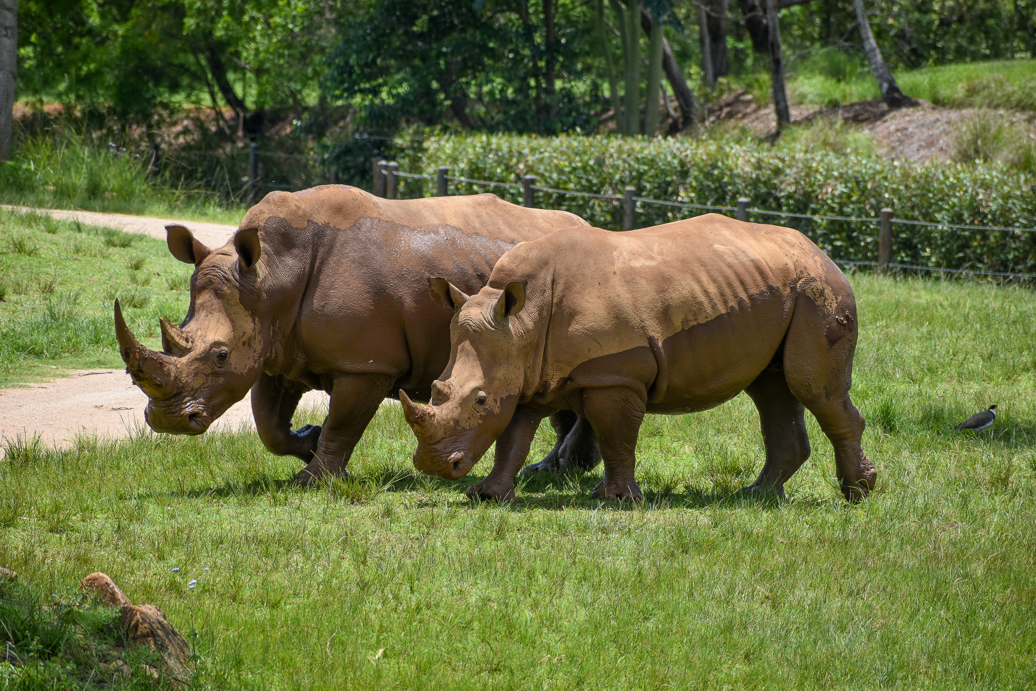 Southern White Rhinos (Ceratotherium simum simum)