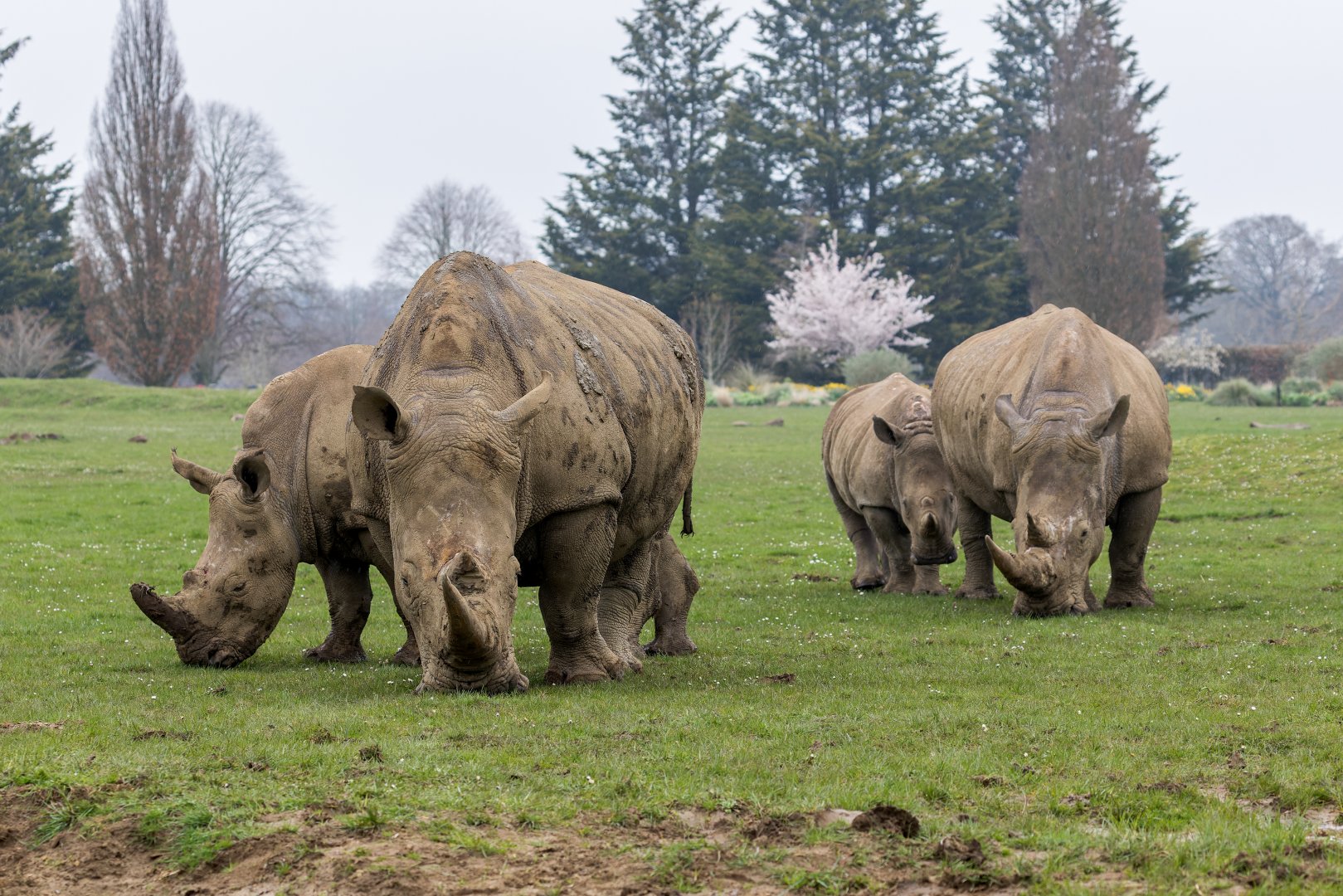 Southern White Rhinos/ Cotswold Wildlife Park / 5-4-23