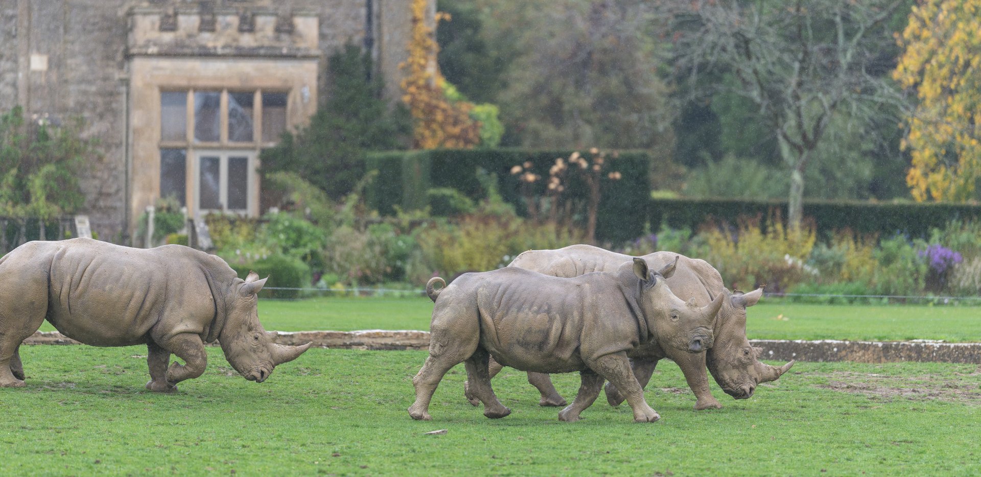 Southern White Rhinos, CWP, UK
