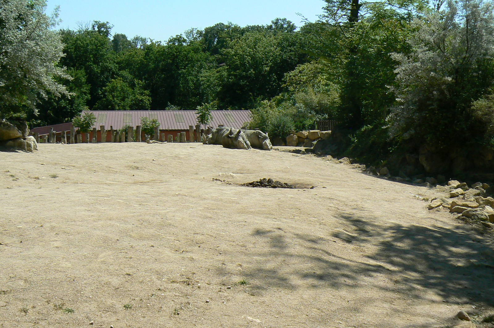 Southern white rhinos exhibit - Main enclosure