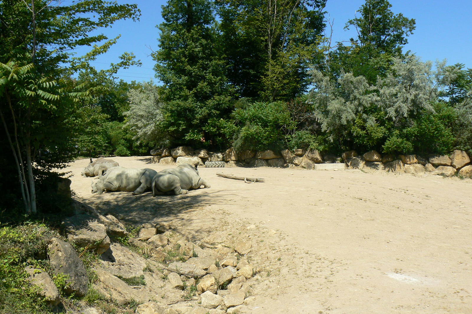 Southern white rhinos exhibit - Main enclosure