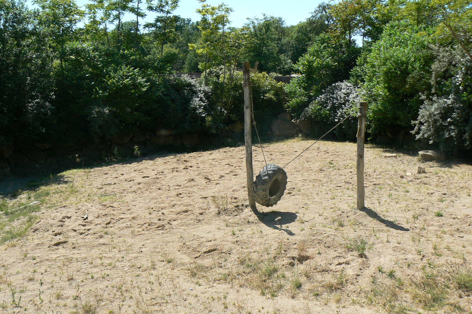 Southern white rhinos exhibit - Second enclosure