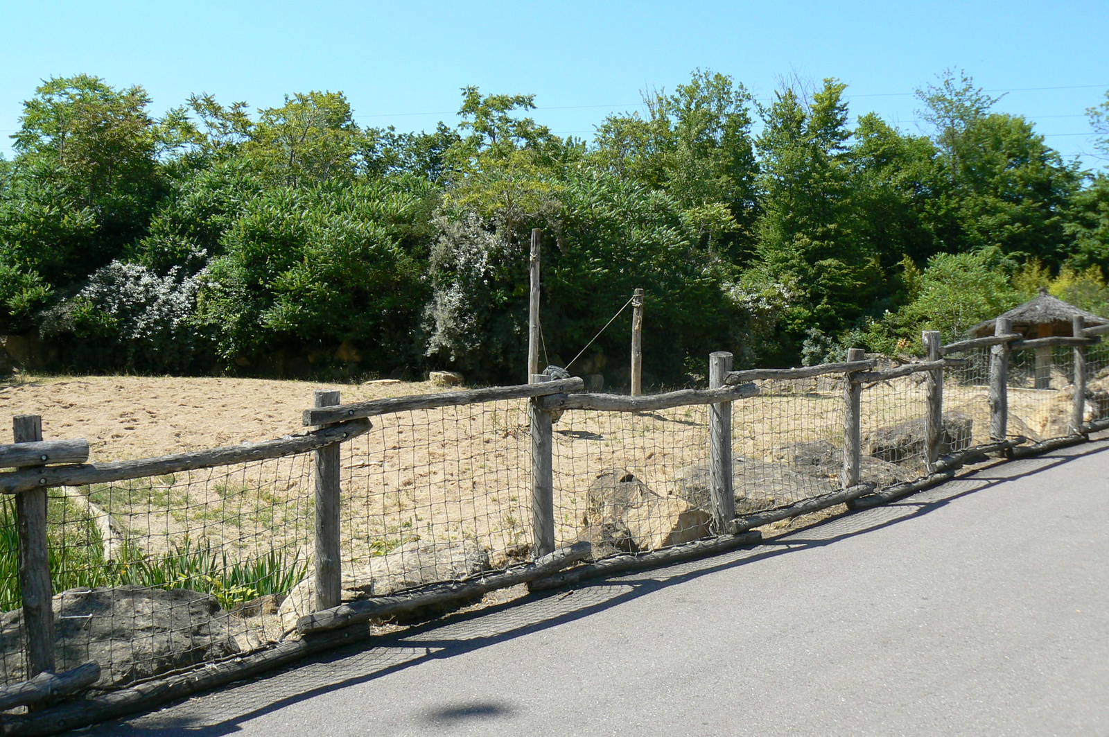 Southern white rhinos exhibit - Second enclosure