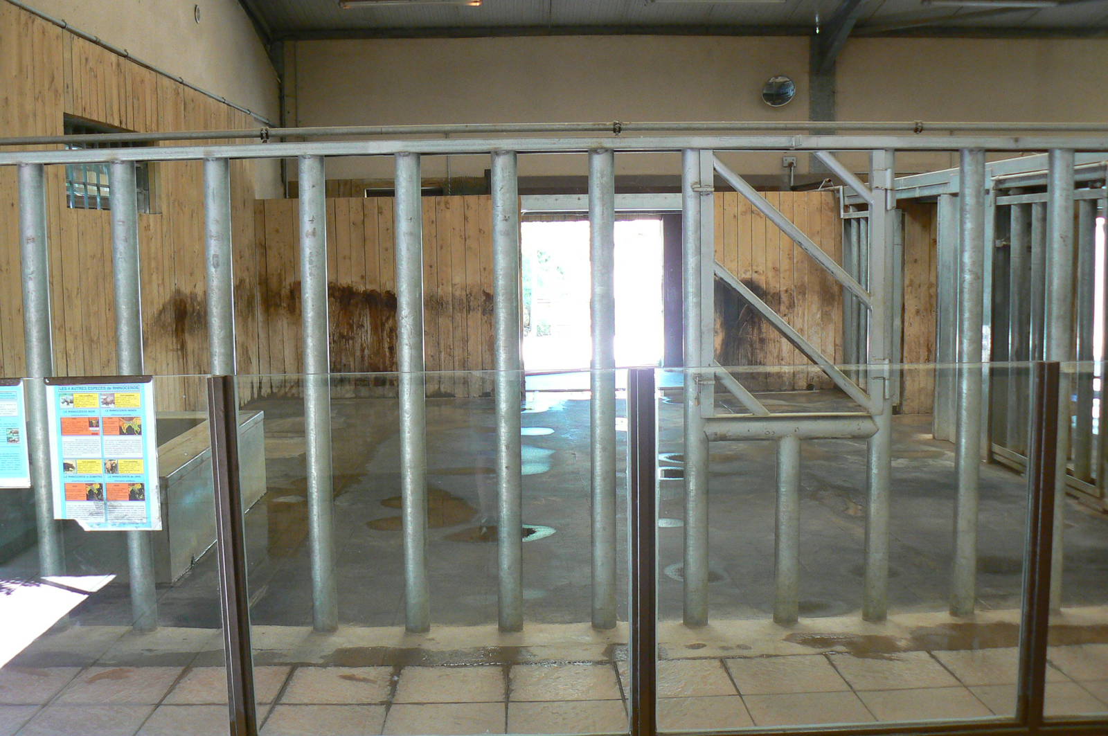 Southern white rhinos exhibit -