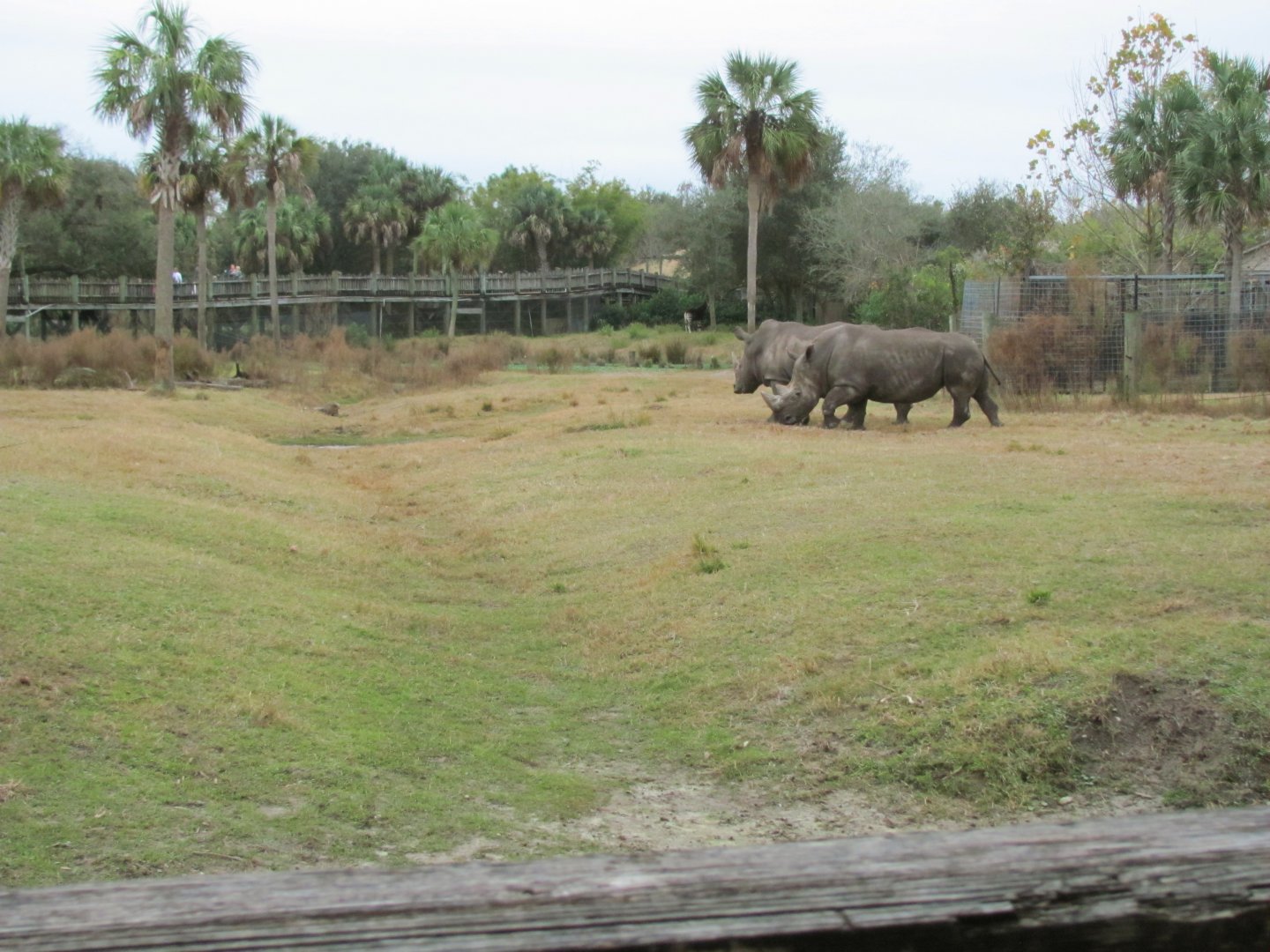 Southern White Rhinos (From Train)